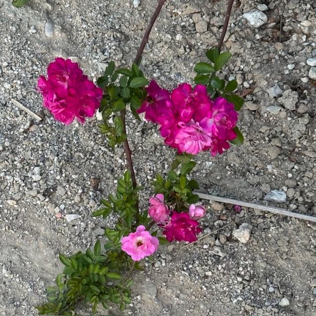 More of our beautiful thornless roses that will be gone by tomorrow night. Aren't they so pretty in various shades of pink on the same bush?
