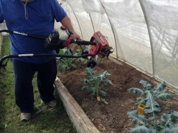 I am tilling up beds inside of one of the greenhouses I had in San Antonio. Here you can see my kale growing.