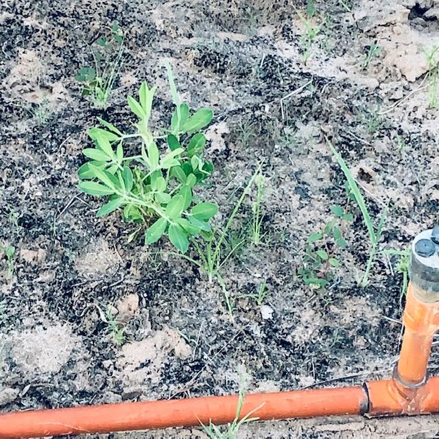 Closeup of the only Virginia Jumbo that grew in the next bed.