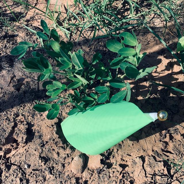 Here is the final Tennessee Red peanut plant. I just cannot believe it.