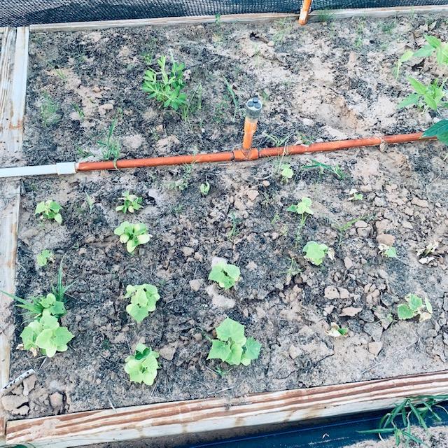 Only 1 Virginia Jumbo came up out of 2 packs of peanut seeds. So far it is still there although the employees planted stuff in the bed with it without my permission.