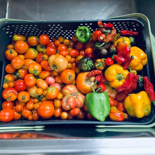 Here is part of our latest harvest from our summer garden. It is not even summer yet.