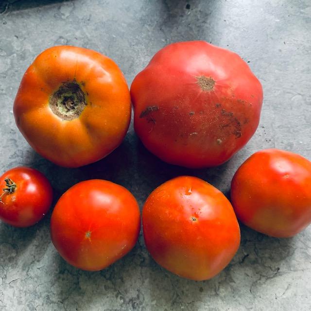 Some of the large tomatoes picked today. There were also many cherry tomatoes.