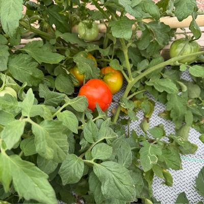 Most of our large tomatoes are still green but there are many.