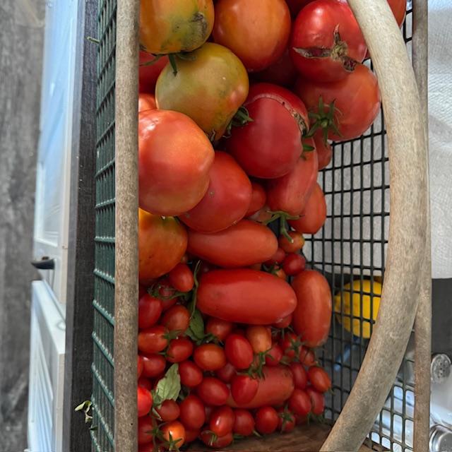 It was warm and humid yesterday and today and quite a few tomatoes had turned red.