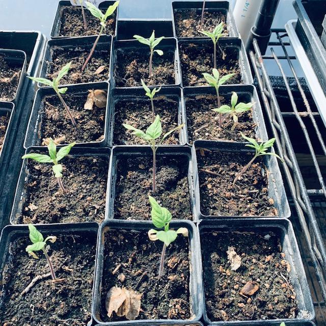 Plant tomato seeds in small pots and place in trays where you can water in the tray. That way the seeds do not get dislodged. Plant tomato seeds in small pots and place in trays where you can water in the tray. That way the seeds do not get dislodged.