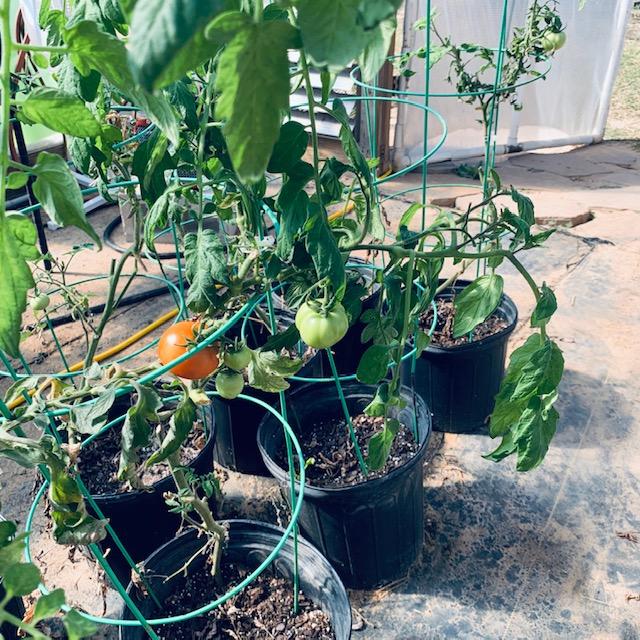 I found these tomatoes growing in our greenhouse on 1/17/2023. There are several plants getting ready to put tomatoes on. I found these tomatoes growing in our greenhouse on 1/17/2023. There are several plants getting ready to put tomatoes on.