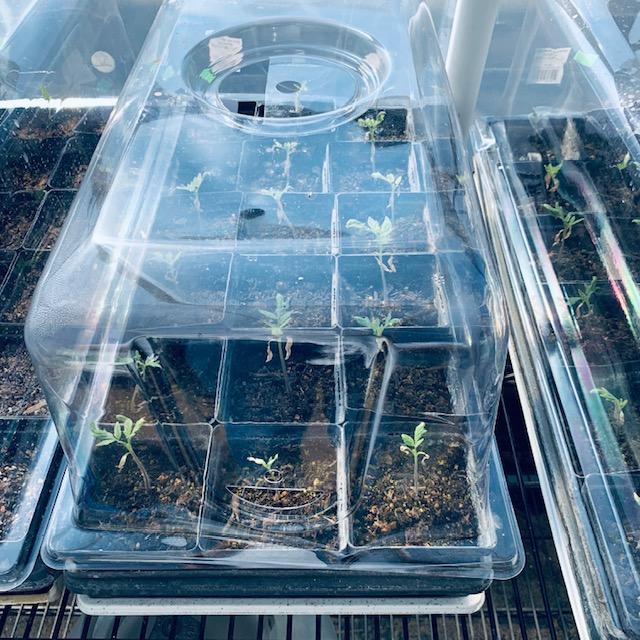Plant tomato seeds early with a grow light or in a greenhouse. If you can grow them to a decent size, you will get tomatoes before it gets too hot. Plant tomato seeds early with a grow light or in a greenhouse. If you can grow them to a decent size, you will get tomatoes before it gets too hot.