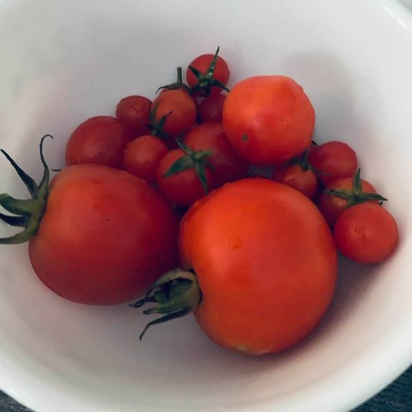 Determinate and indeterminate tomatoes are delicious but succession planting works best with determinate tomatoes.