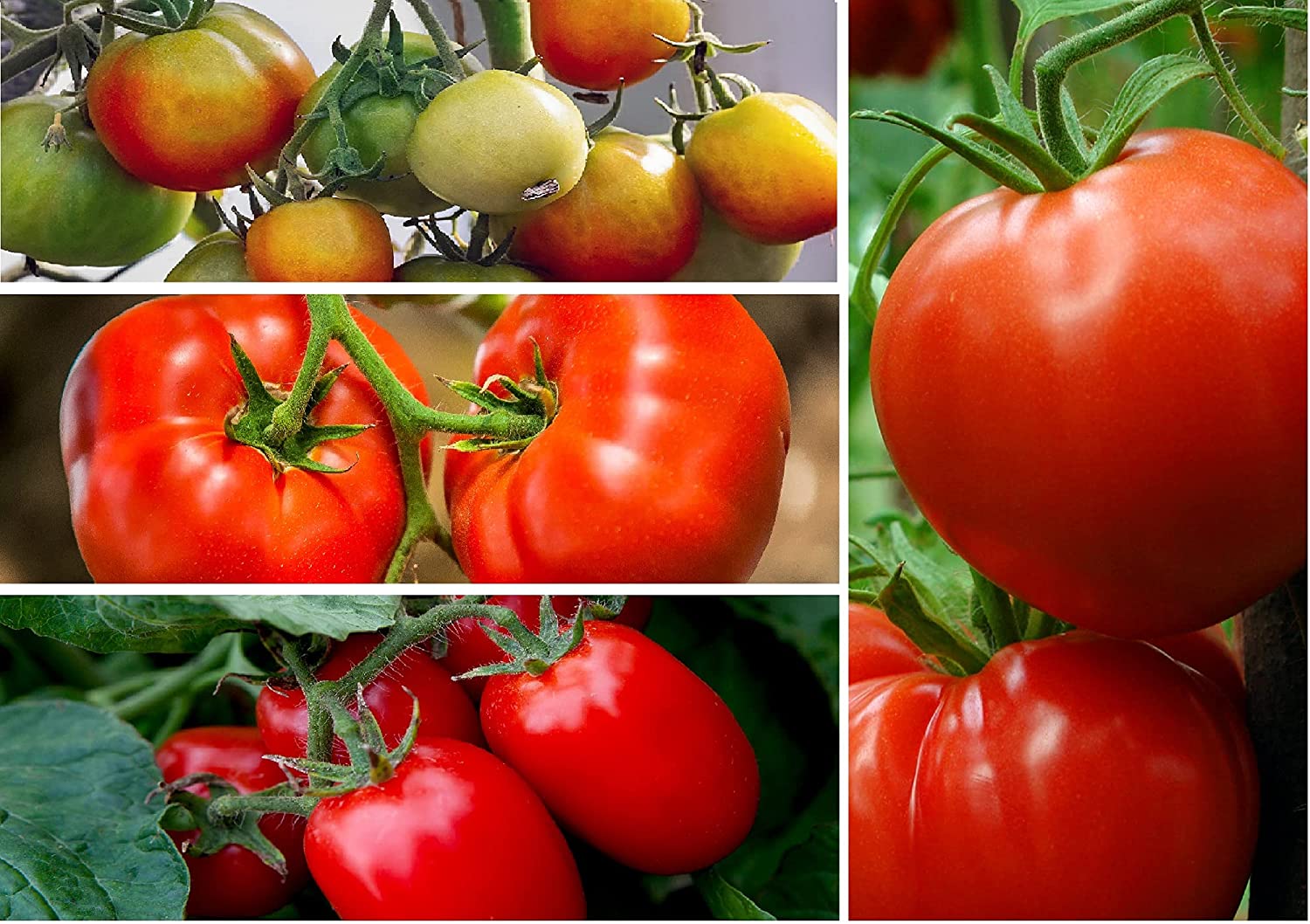 Heirloom tomatoes are so much more tasty!