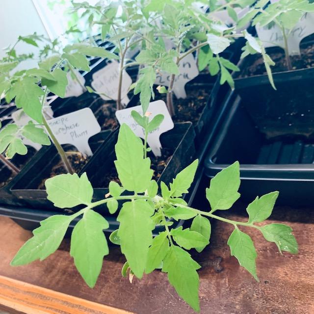 Most tomato plants have the serrated edge leaves that we are all familiar with.