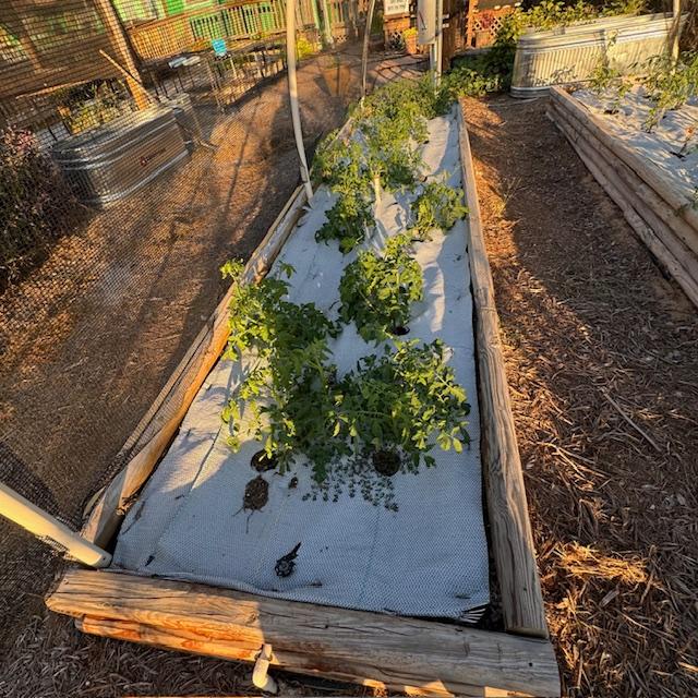 All of our tomato plants that didn't sell look great after they've been planted. They start looking bad in tiny pots. Just put them in the ground and voila!