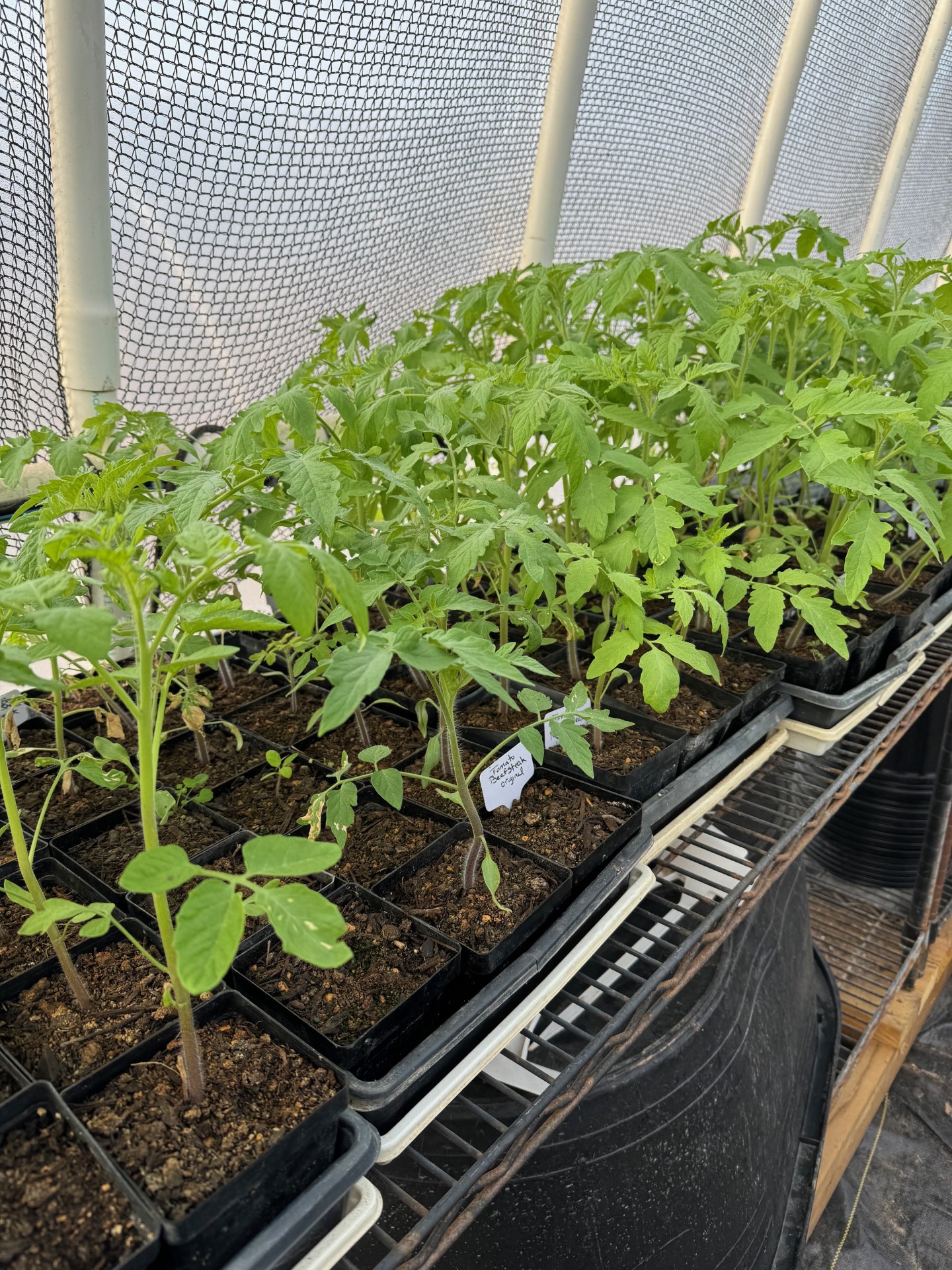 Once your heirloom tomatoes get started, they grow quickly and are now big enough to sell. We sold out of our tomatoes in early March.