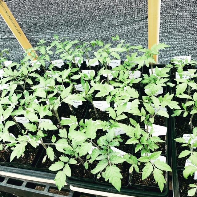Some of our tomato seedlings that we are currently selling in February of 2023. They were planted at the end of December 2022. Some of our tomato seedlings that we are currently selling in February of 2023. They were planted at the end of December 2022.
