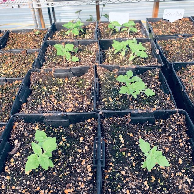 Some seedlings grown with our fresh tomato seeds. Avoid a lot of tomato problems by using our fresh tomato seeds, packed here on our farm.