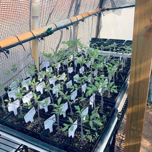 It takes a lot of work to get tomato seedlings from a pack of seeds. Follow David's germination tips below to get great results. It takes a lot of work to get tomato seedlings from a pack of seeds. Follow David's germination tips below to get great results.