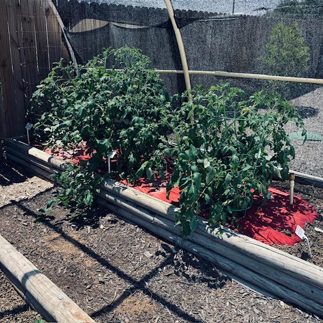 Our tomato plants are doing very well but here comes the heat!