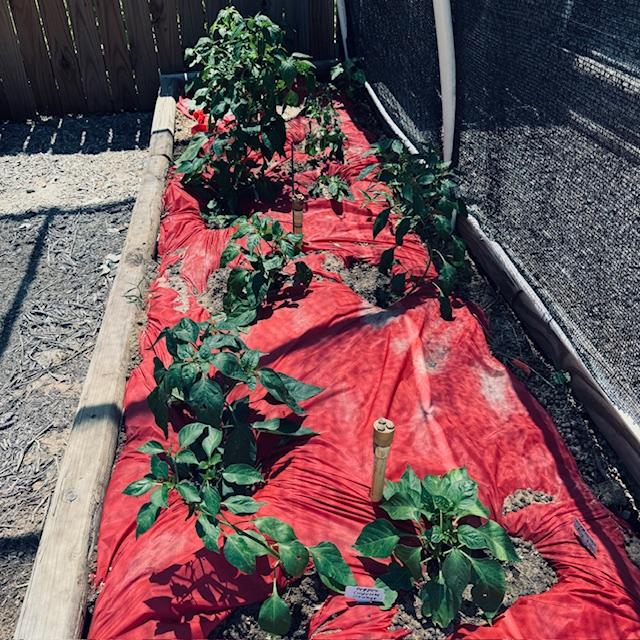 Some tomato and pepper plants in a garden bed near the driveway.