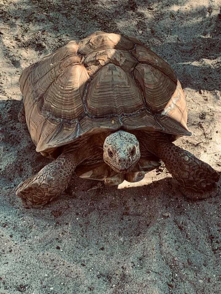This large tortoise lives at the Botanical Gardens in Corpus Christi. Isn't he cute?