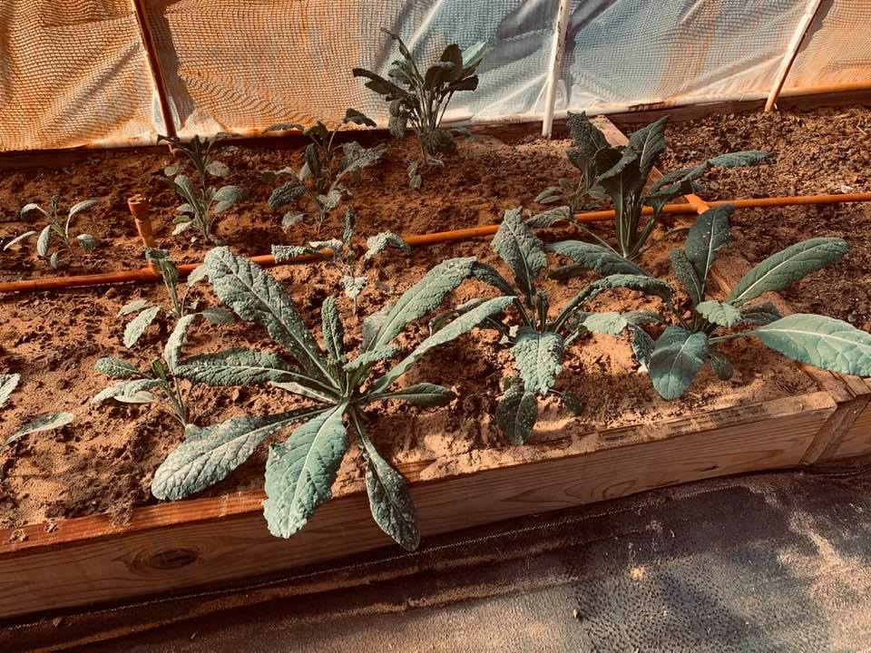 Toscano kale growing in the sand out here on the farm.