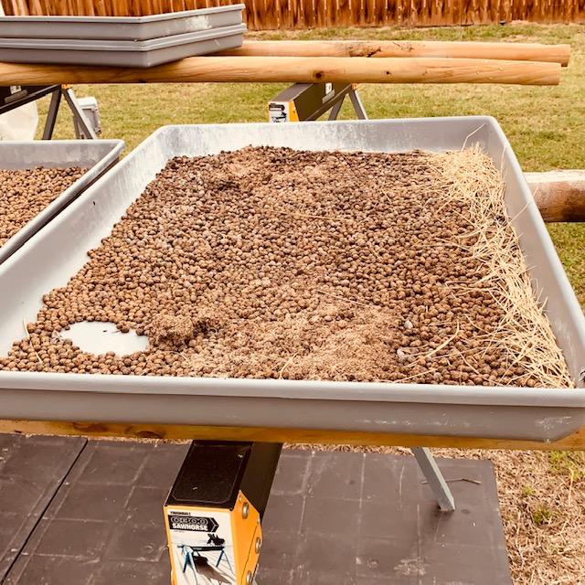 Closeup of rabbit manure drying behind the greenhouse under a fan.