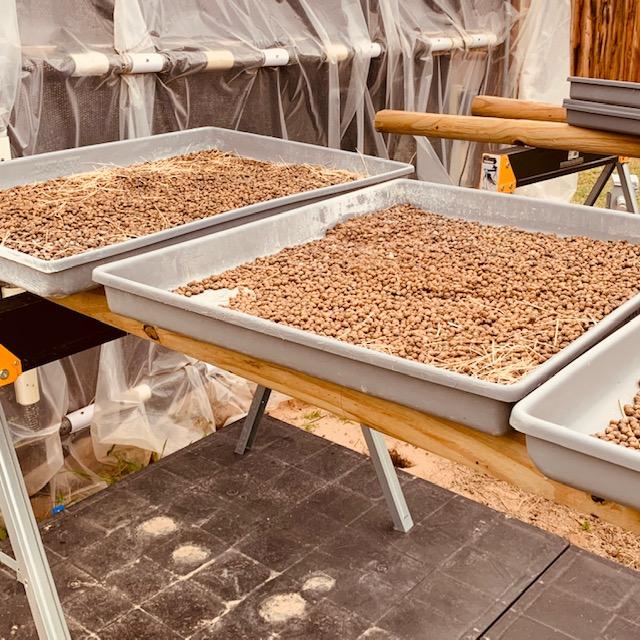 3 trays of rabbit manure drying at once.