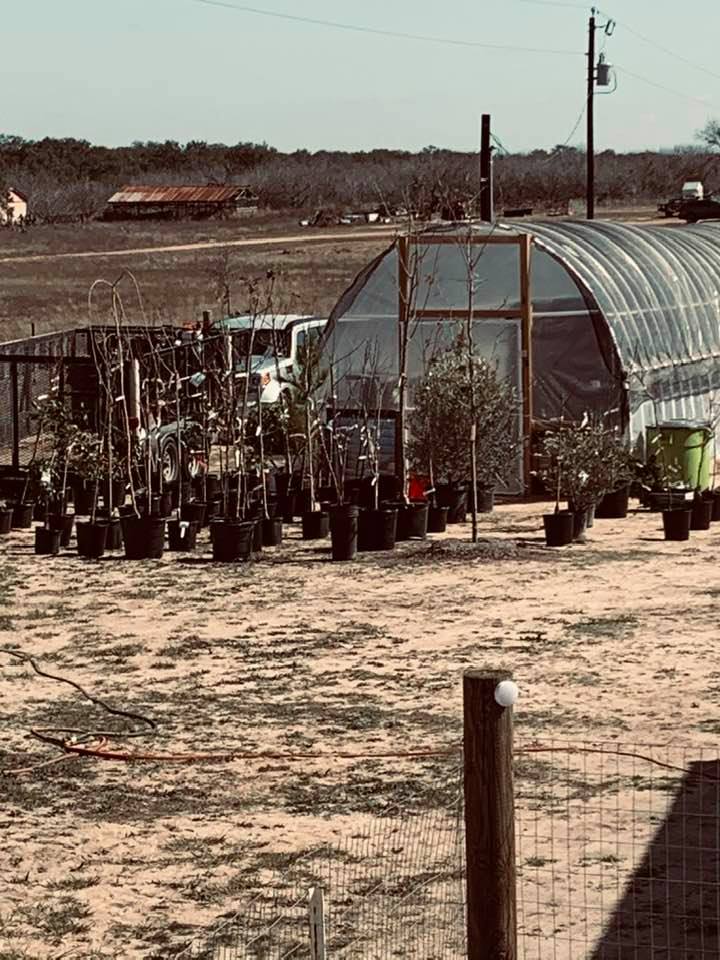 Our trees outside of our greenhouse will soon become a part of our backyard garden design.