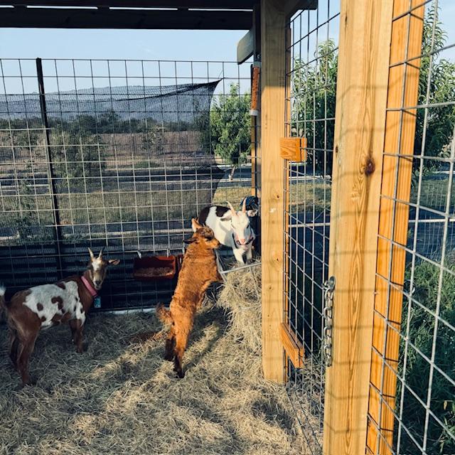 Trixie has climbed into the hay bin...teaching Norton bad tricks. Or did  Norton teach her? Alice looks right at the camera...