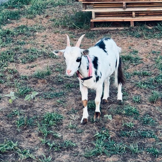 Trixie was having a grand old time playing in the yard we made for them.