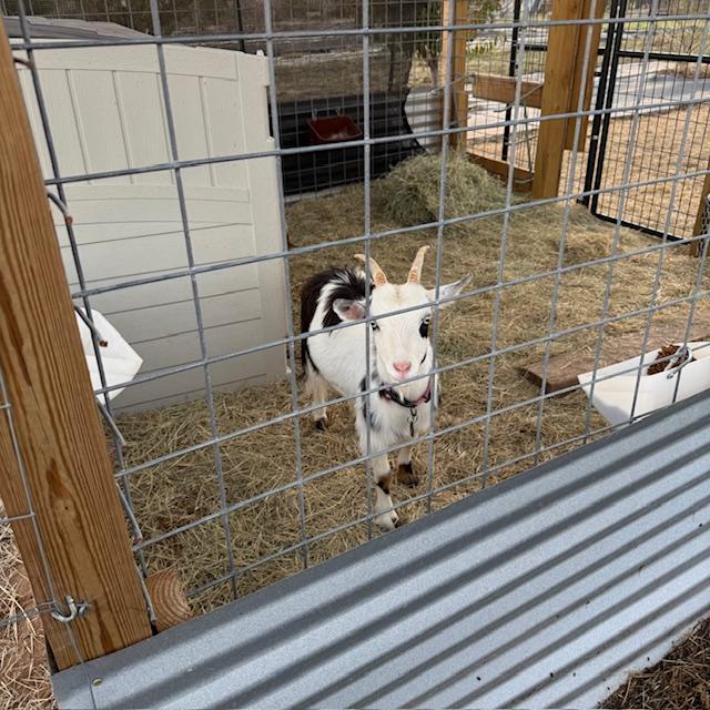 Here is Trixie. Alice is in the lean-to shelter.