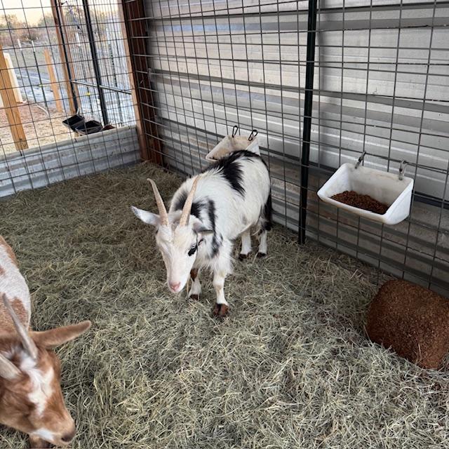 Trixie has long hair so it is more difficult to see her bulges but they are there.