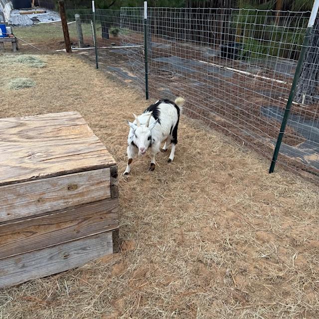 Trixie is enjoying finding pine needles to eat.