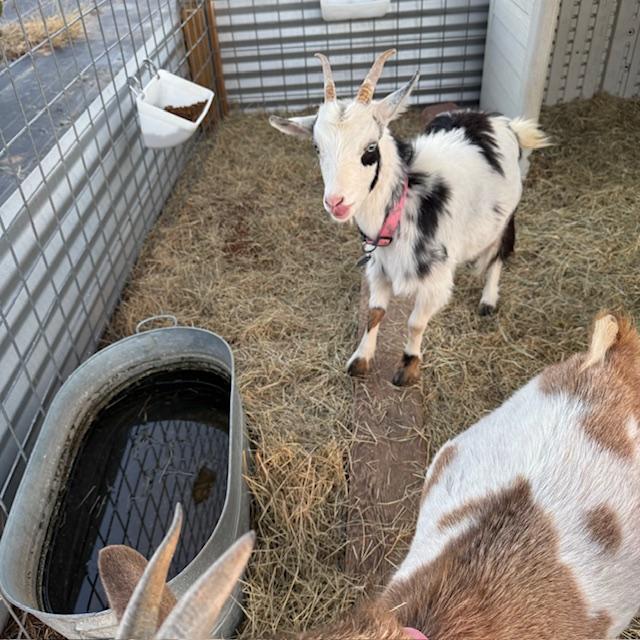 Trixie's long hair was making her hot.