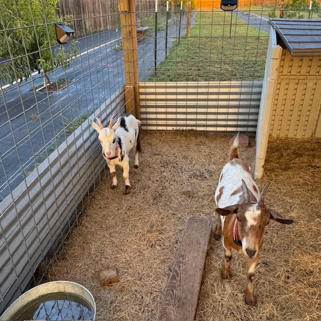 Trixie and Alice still won't let me touch them.