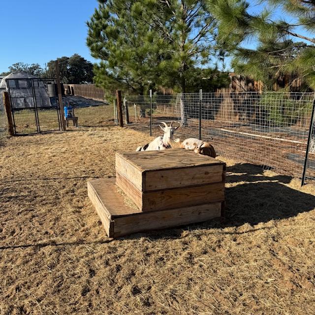 I was giving the moms to be some licorice goat treats but they tried to hide. They  did take some before I tried to take a photo.