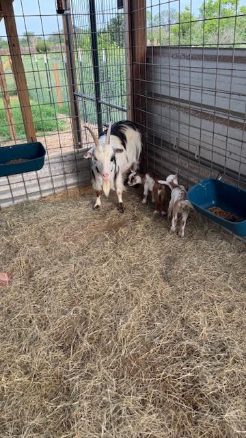 Trixie with her new babies this morning.
