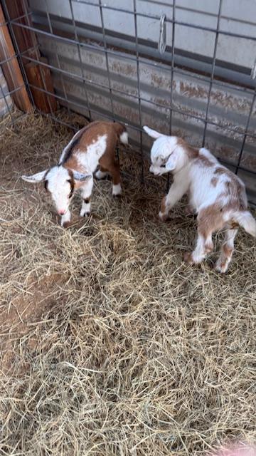 Closeup of Trixie's babies this morning. They are 1 day old.