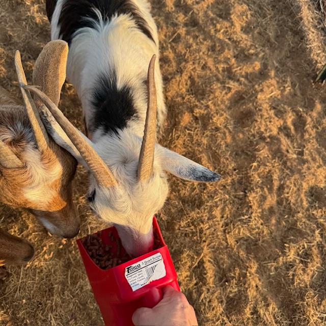 Trixie is enjoying eating out of the treat cup with Alice trying to get some treats.