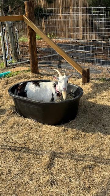 Trixie is tired and enjoys resting in the hay they are supposed to be eating. Alice gets in when Trixie gets out. They were taking turns. Poor Ethel was lying down by the fence.