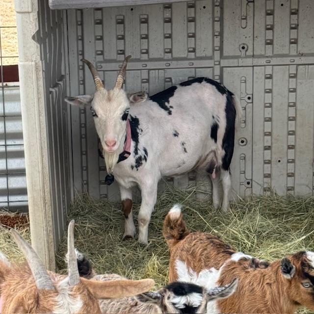 Trixie in the back with her new shaved style. In front, Alice, Gracie, George.