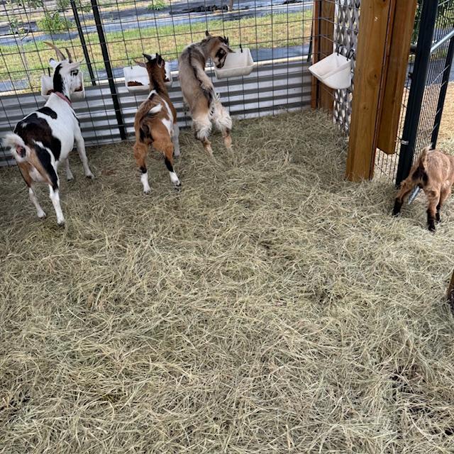 Trixie, George, and Gracie eating with Ethel leaving the shelter.
