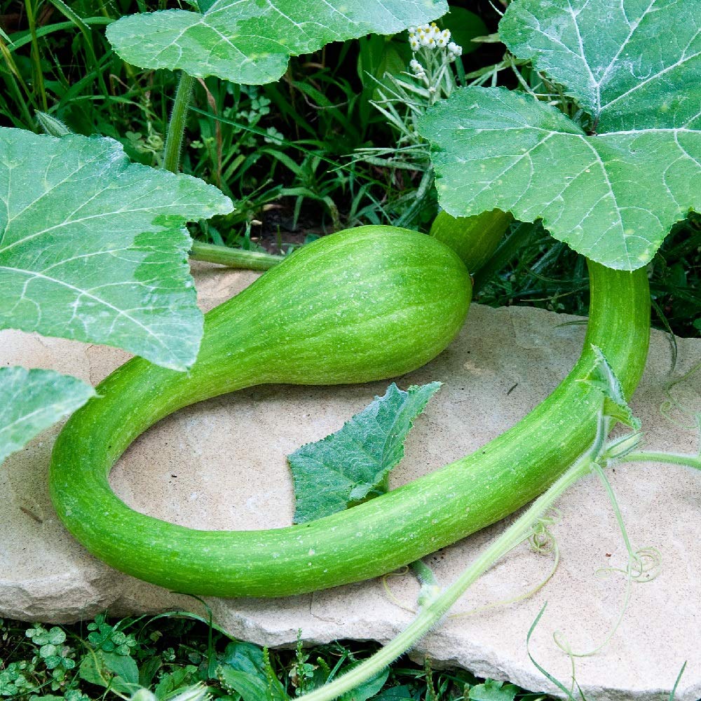 One of our most requested squashes, Tromboncino, is back in stock now!