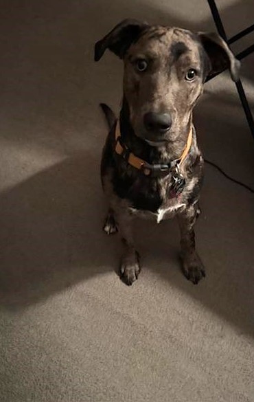 My sweet little Trump, so cute.