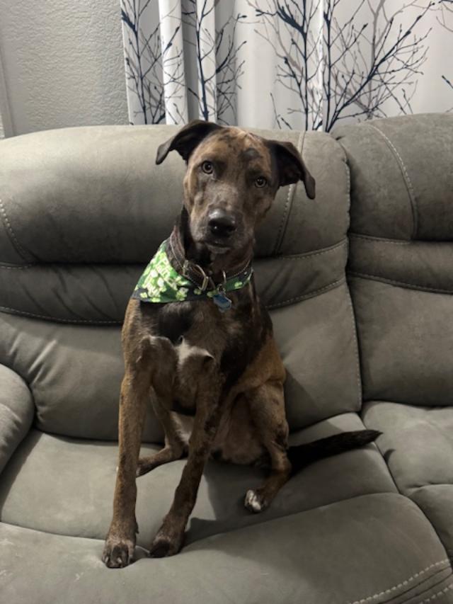 Here is my Trump, all set for St. Patrick's Day. He is so cute!