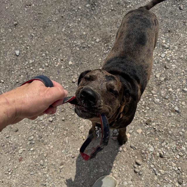 Trump always has to carry his leash. Lol! He is so cute.