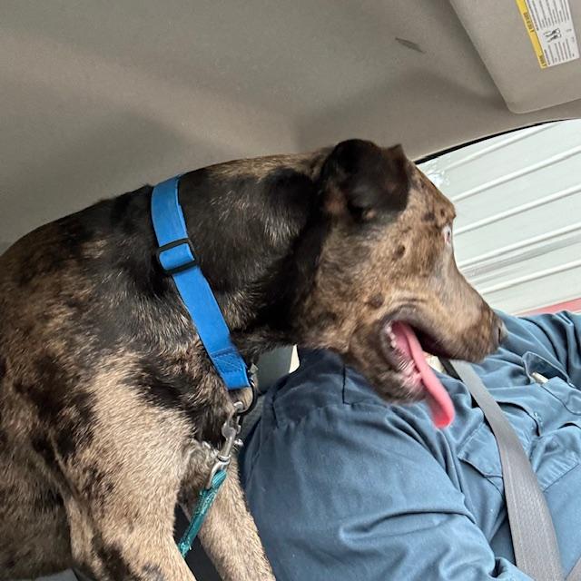 We're taking Trump to the groomer yesterday in this photo.