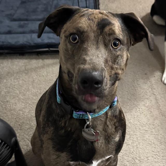 Trump now at 65 pounds. He still gets very excited whenever I walk in a room. He ends his days by snuggling up close to my left leg every evening on the couch. He is so cute.