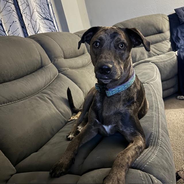 This is my little (huge, actually-haha!)  guy, Trump. His eyes are so expressive.