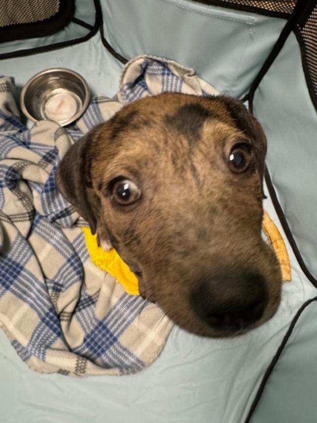 trump080124 trump080124