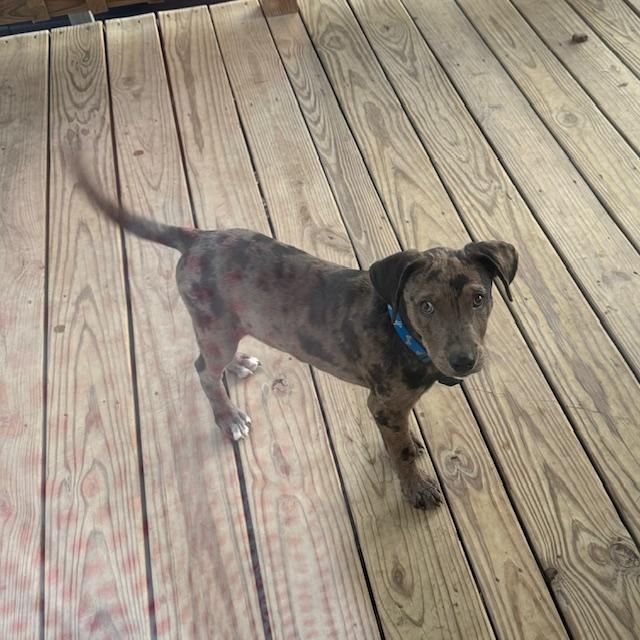 This is Trump this morning, playing on the side deck with Sue Ellen who is to the right. He loves her and she seems to like him but Pamela does not. This is Trump this morning, playing on the side deck with Sue Ellen who is to the right. He loves her and she seems to like him but Pamela does not.
